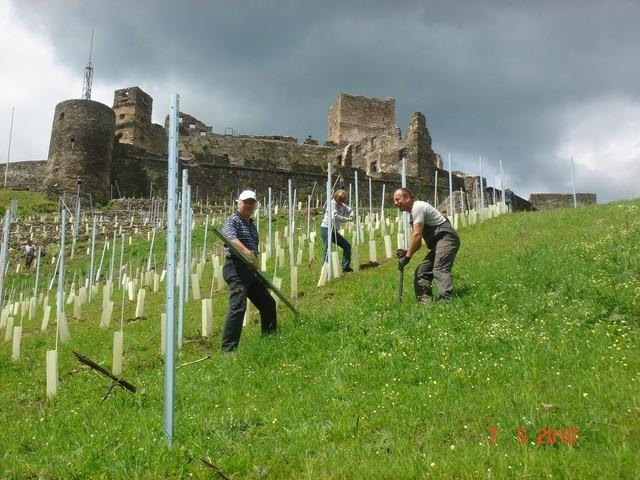 Weißburgunder 004